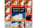 quality-persian-kitten-or-cat-baby-small-1