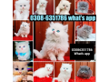 quality-persian-kitten-or-cat-baby-small-0