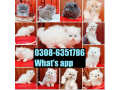 quality-persian-kitten-or-cat-baby-small-3