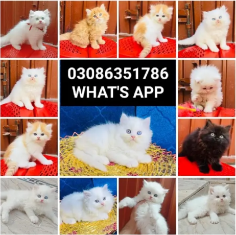 quality-persian-kitten-or-cat-baby-big-1