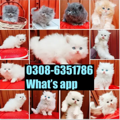 quality-persian-kitten-or-cat-baby-big-3