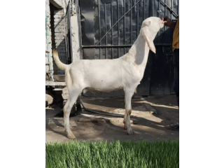 Perfect Goats at the Best Price!