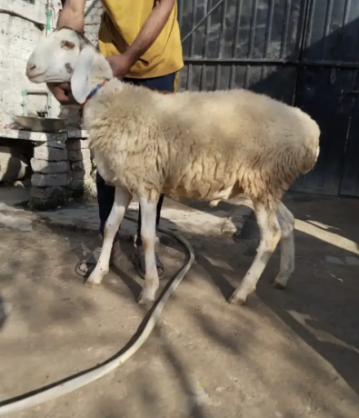 perfect-goats-at-the-best-price-big-5