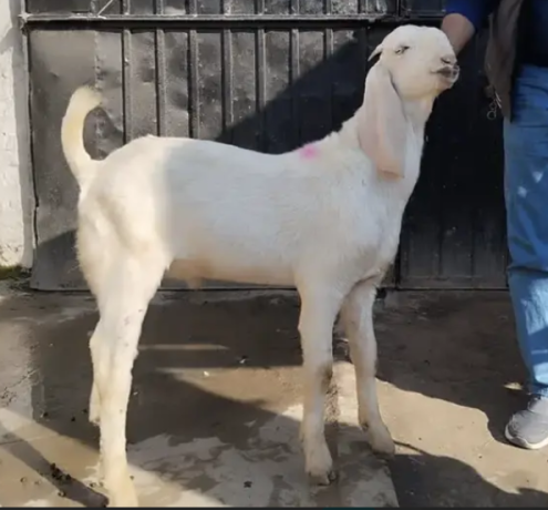 perfect-goats-at-the-best-price-big-4