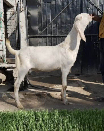 perfect-goats-at-the-best-price-big-0