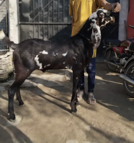 perfect-goats-at-the-best-price-big-3