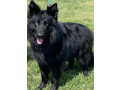 black-german-shepherd-long-coat-female-dog-gsd-for-sale-small-0
