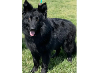 Black German Shepherd | Long Coat female | Dog | GSD for Sale