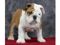 english-bulldog-imported-pedigree-puppy-small-2