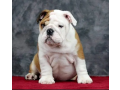 english-bulldog-imported-pedigree-puppy-small-3